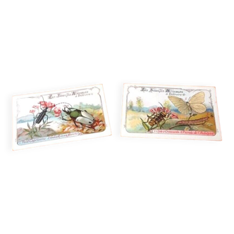 2 Chromolithographs Harmful insects to destroy Order of Coleoptera