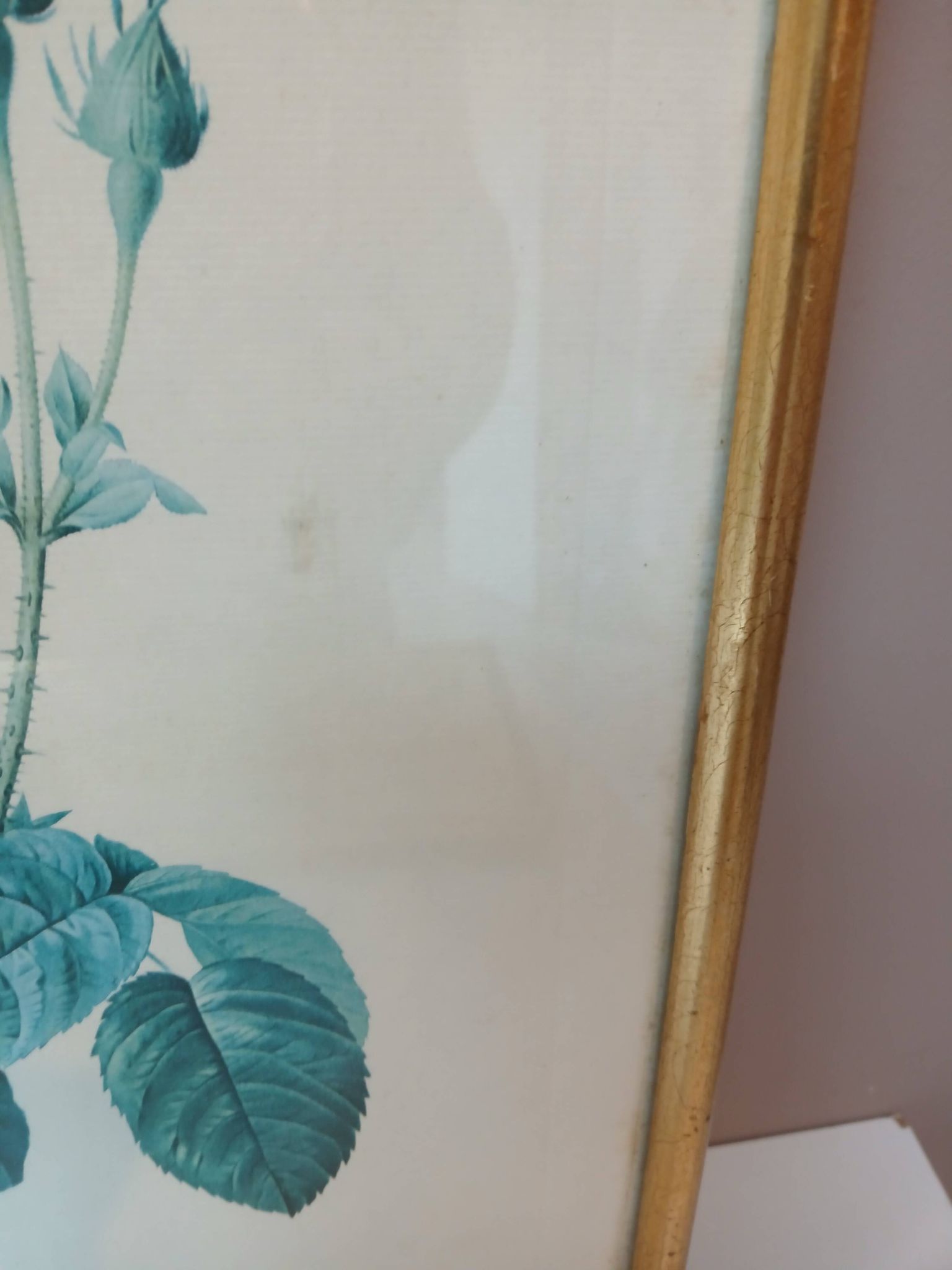 Old frame Rose bush with lettuce leaves PJ Redouté