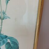 Old frame Rose bush with lettuce leaves PJ Redouté