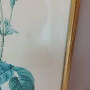 Old frame Rose bush with lettuce leaves PJ Redouté