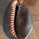 Lot of 8 old collectible shells - cabinet of curiosity