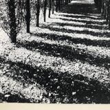 Rosine nusimovici, untitled (poplars), c 1980. black and white silver print