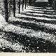 Rosine nusimovici, sans titre (peupliers), c 1980. tirage argentique nb