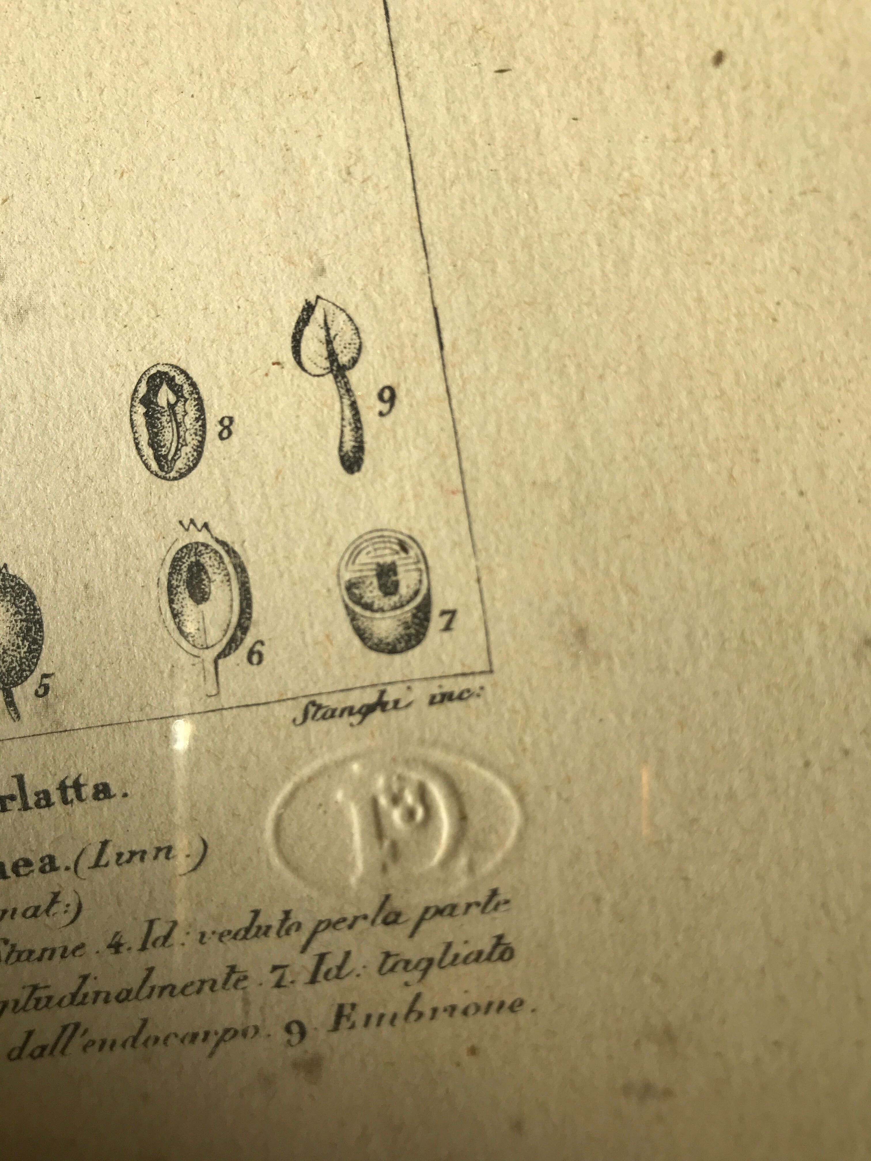 Ancient botanical plank frames