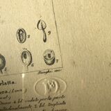 Cadres planches botaniques anciennes
