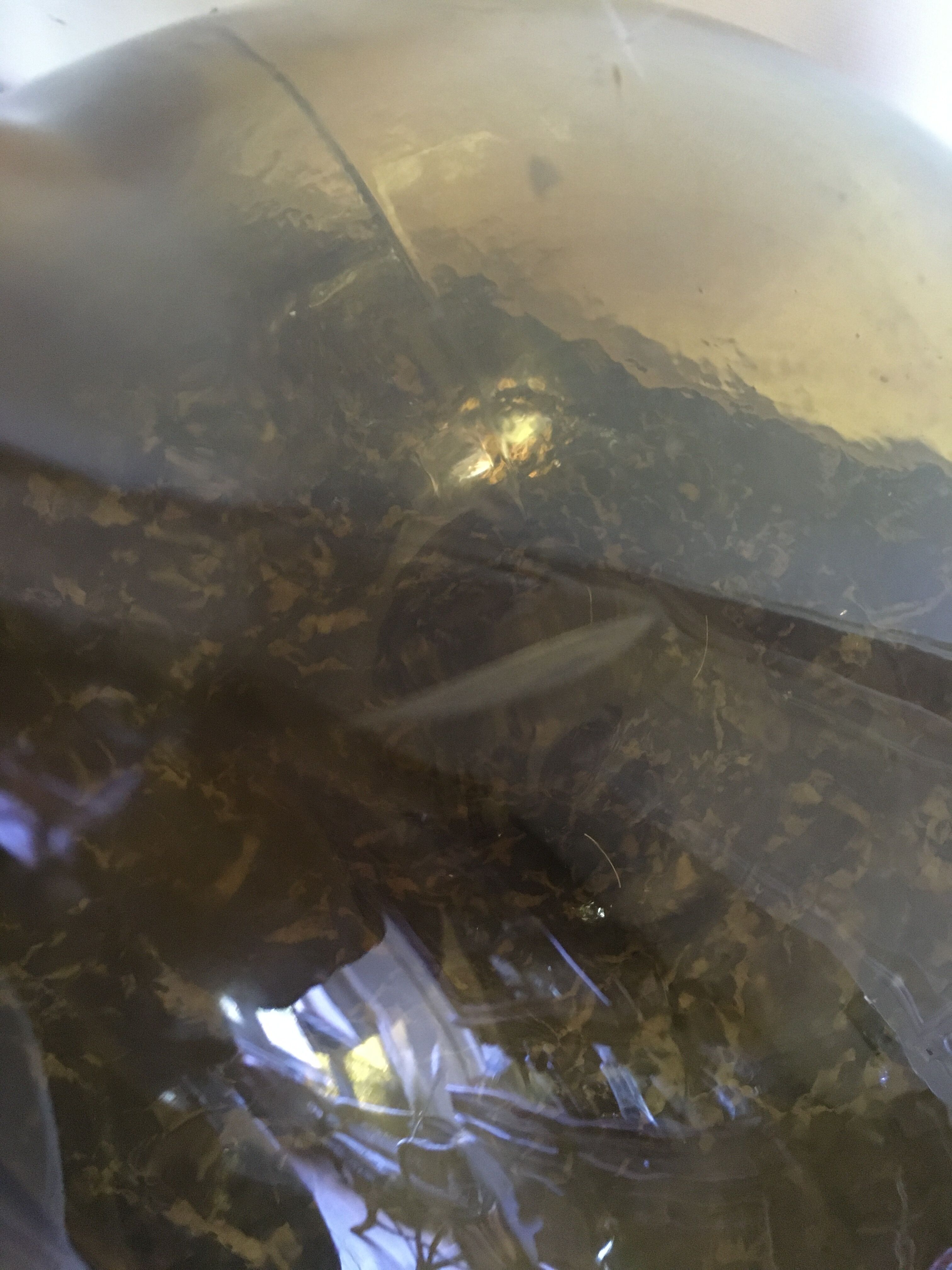 Amber color demijohn 10l