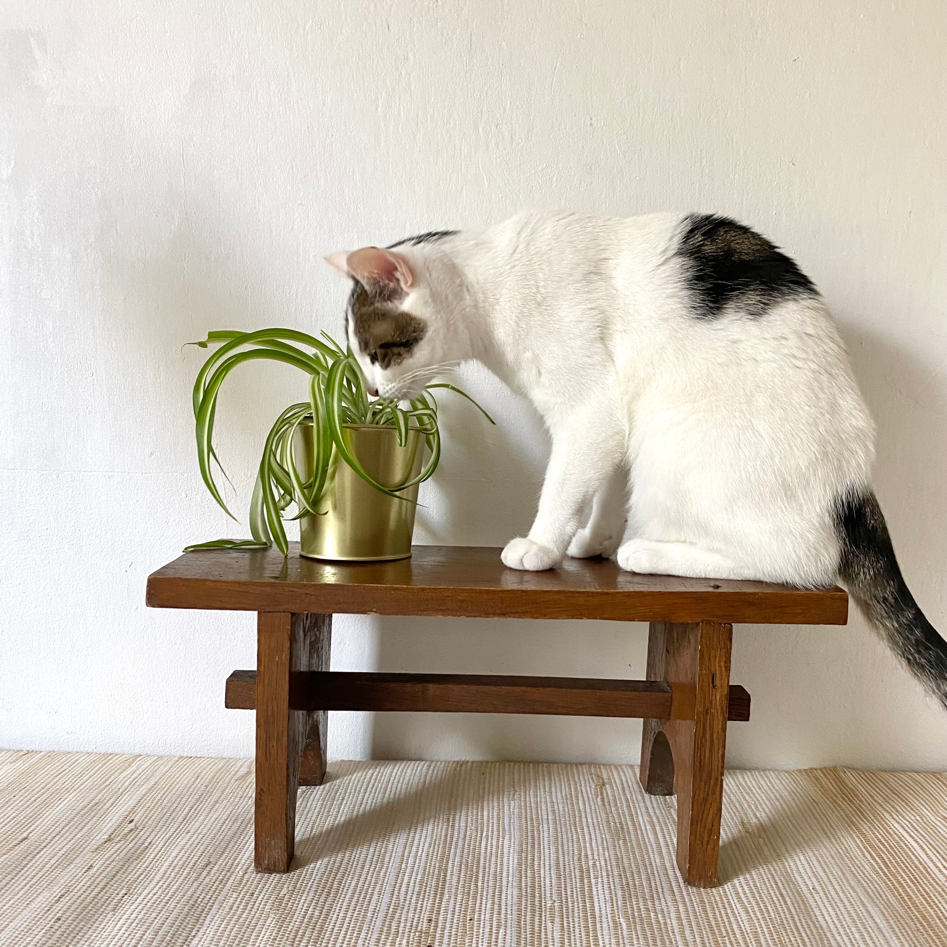 Low stool or wooden plant holder