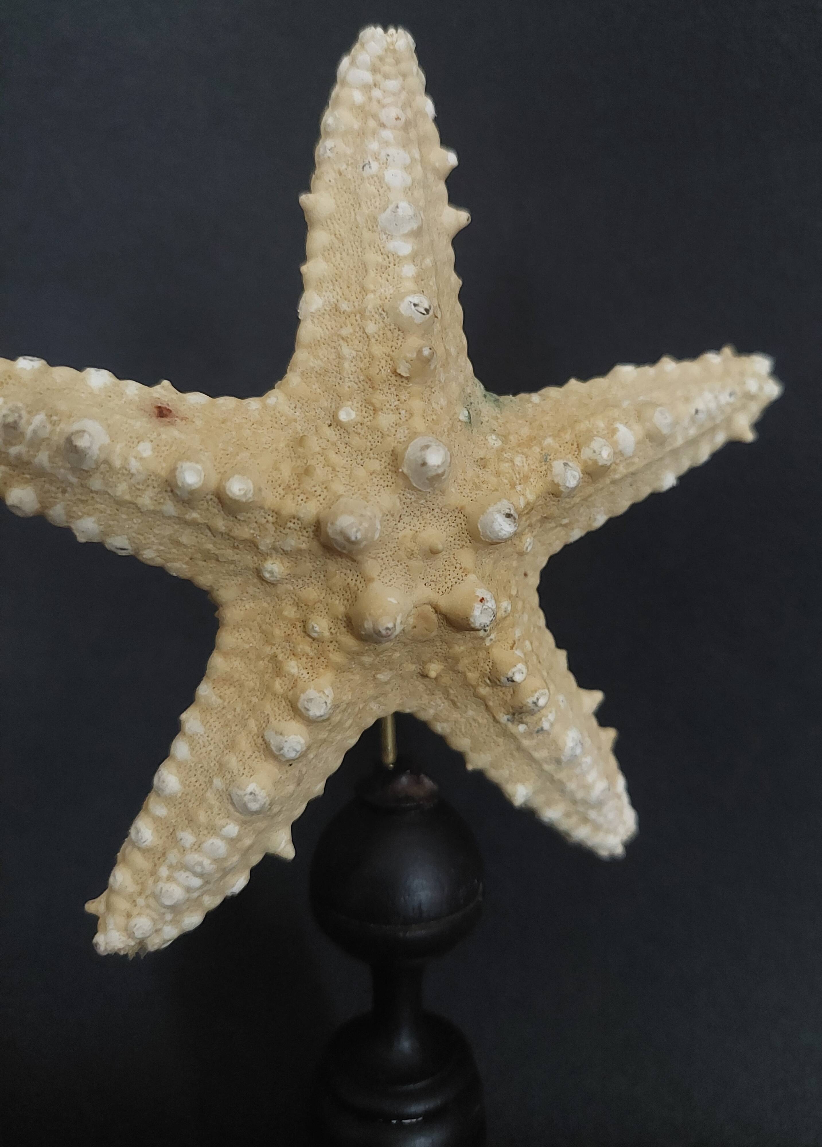 Cabinet of Curiosities starfish protoreaster nodosus on base