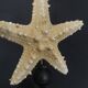 Cabinet of Curiosities starfish protoreaster nodosus on base