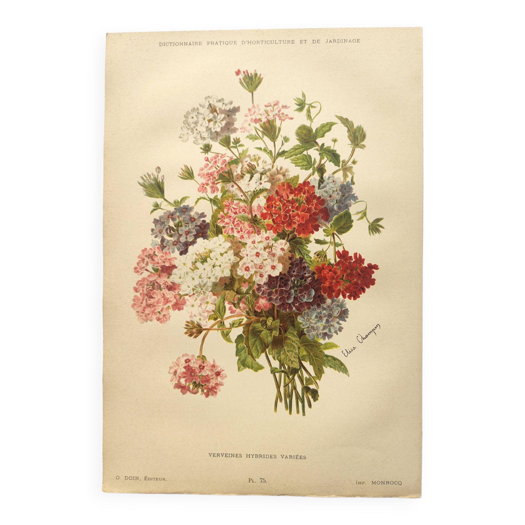 Gravure ancienne de 1899 de Élisa Champin -Verveine- Planche de fleurs