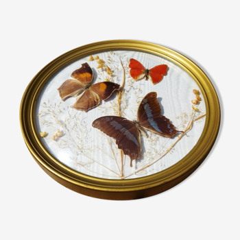 Round frame domed butterflies naturalized