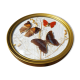 Round frame domed butterflies naturalized
