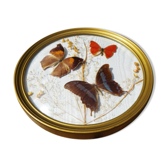 Round frame domed butterflies naturalized