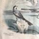 Large framed antique zoological engraving "The Washerwoman"