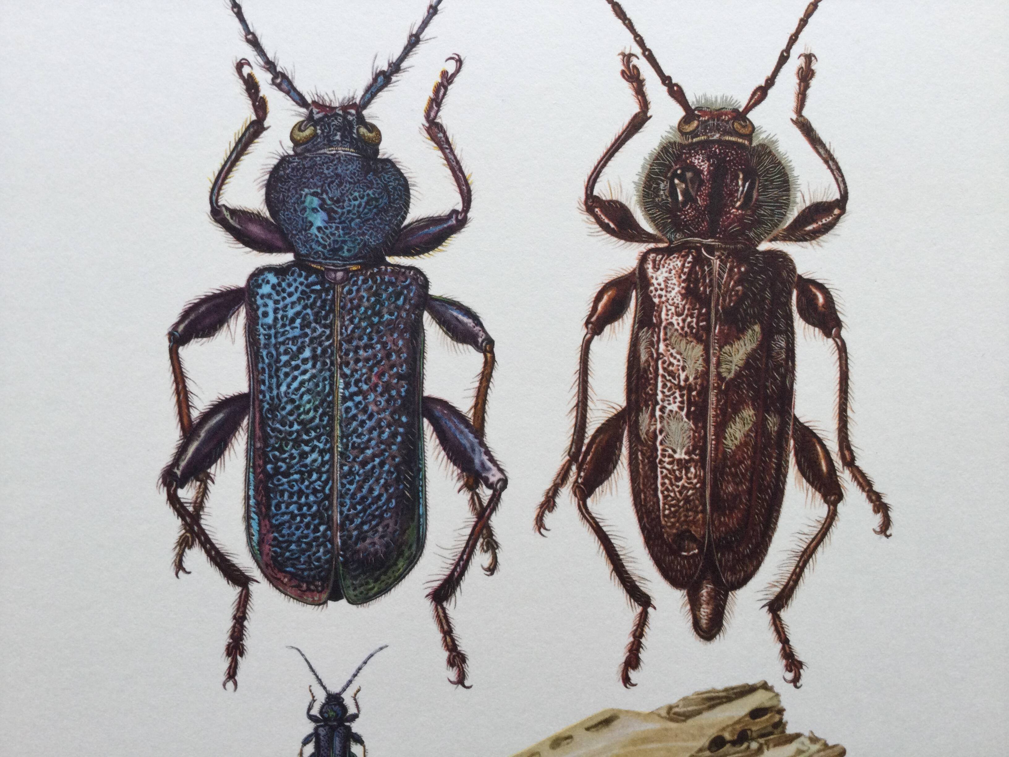 Old illustration "insects", 1960s.