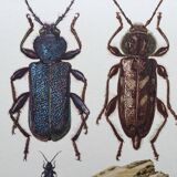 Illustration ancienne "insectes", années 60.