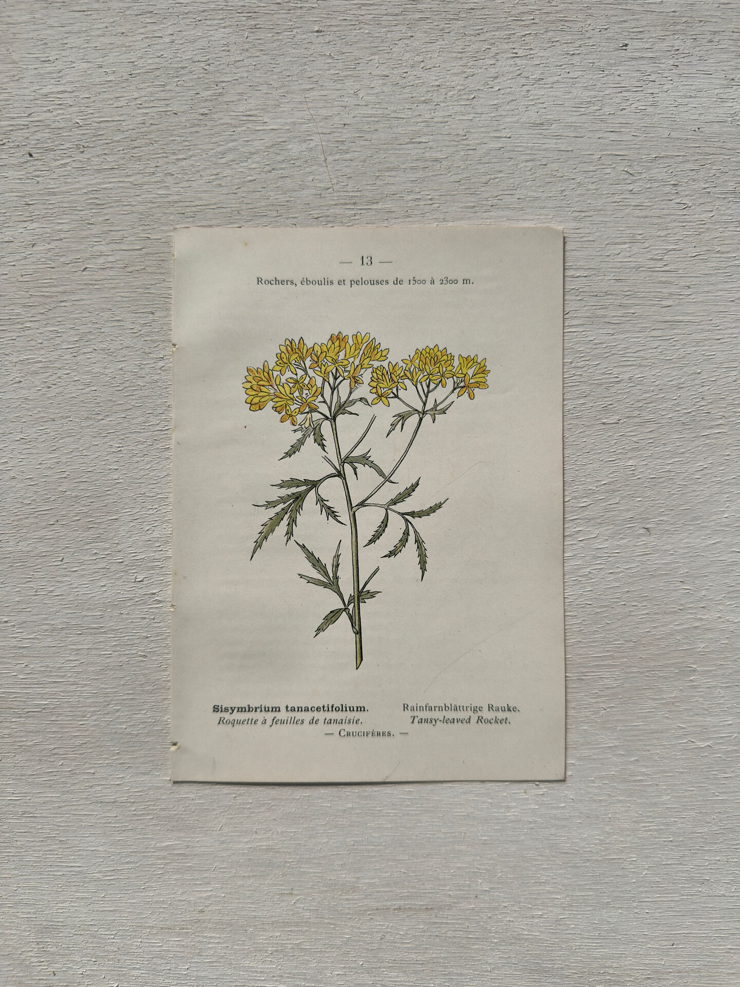 Botanical Plate 1800 Old naturalist engraving 19th century double-sided