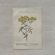 Botanical Plate 1800 Old naturalist engraving 19th century double-sided