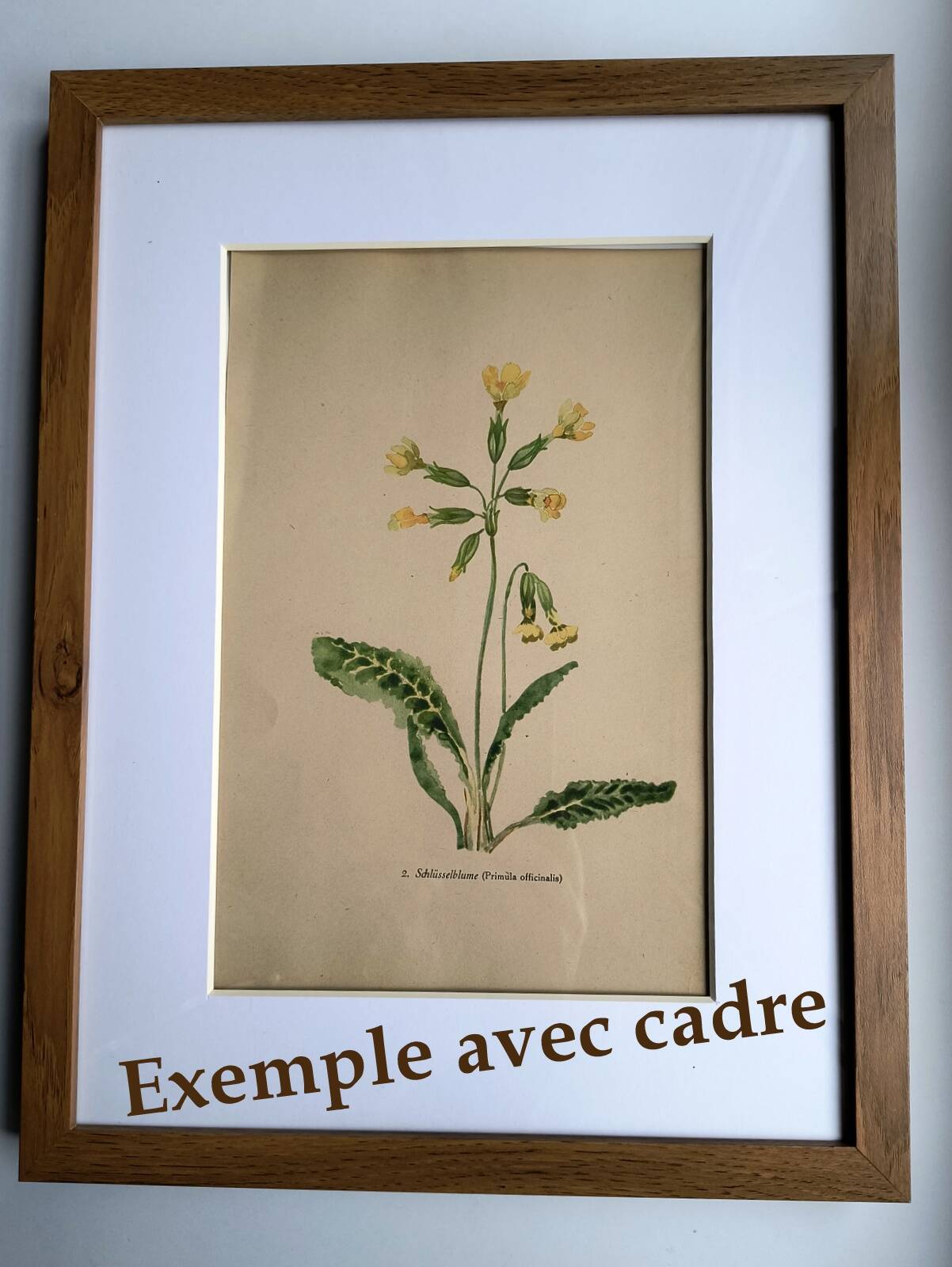 Illustration ancienne de 1948 de fleurs des prés par H.Strache - Esparcette