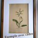 Illustration ancienne de 1948 de fleurs des prés par H.Strache - Esparcette