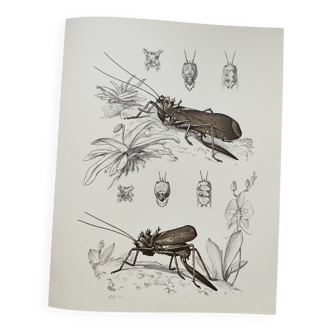 Planche ancienne -Sauterelles- Illustration zoologique et entomologique d'insectes vintage de 1970
