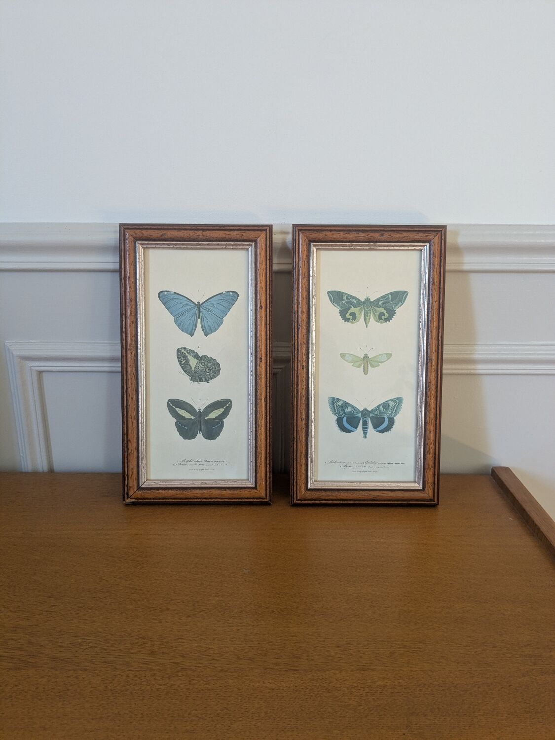 Lithographies de papillons