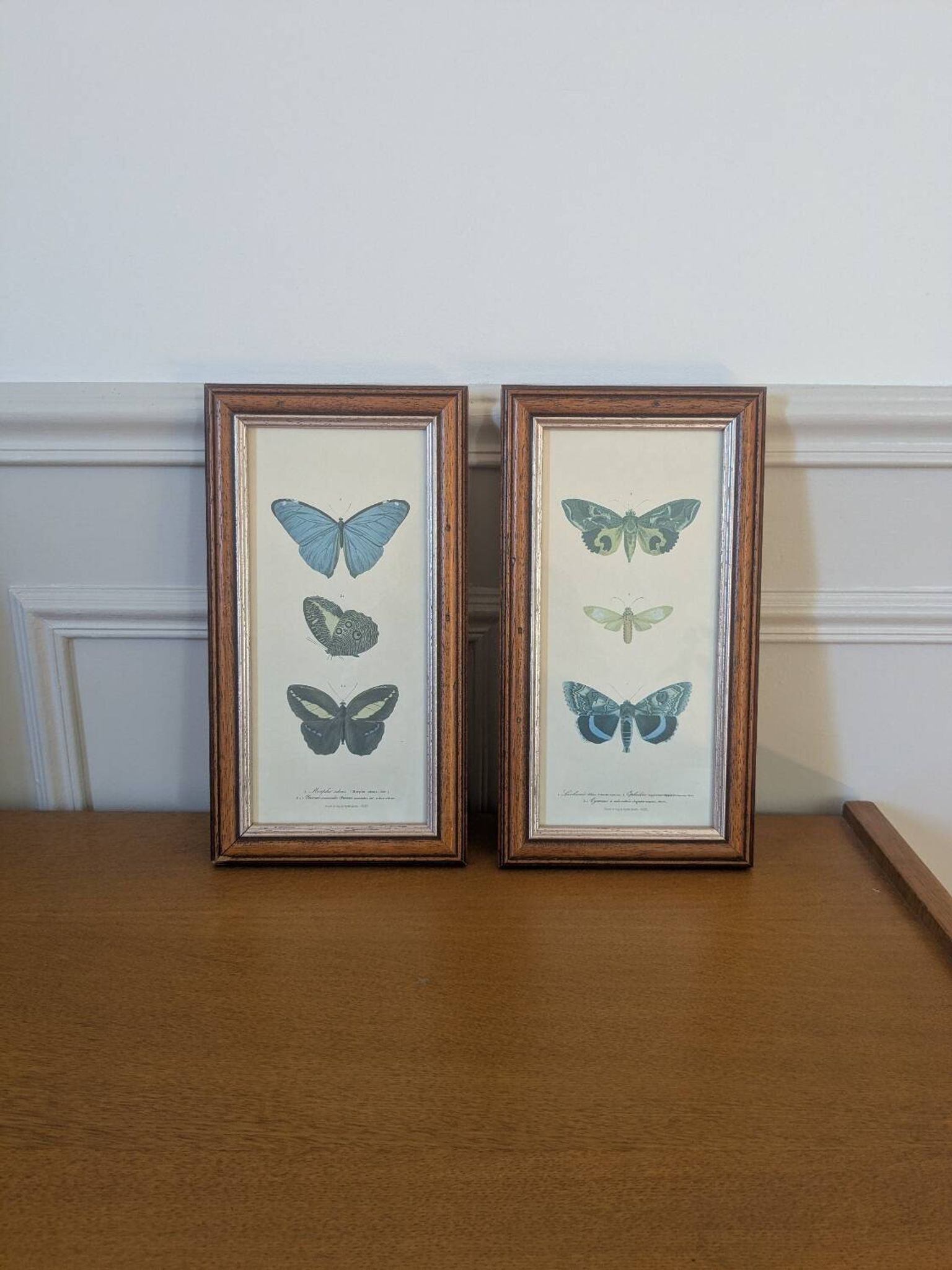 Lithographs of butterflies