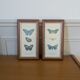 Lithographies de papillons