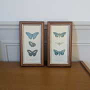 Lithographs of butterflies