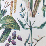 Planche III vintage originale fleurs