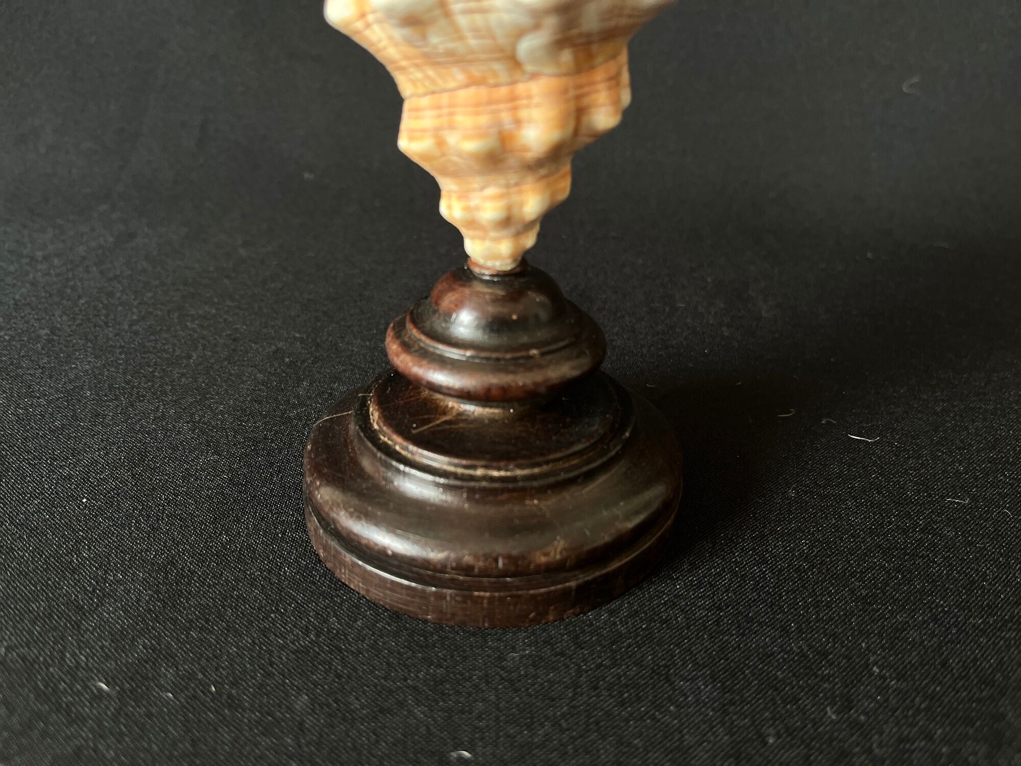 Shell Fasciolaria Trapezium on blackened turned wooden base old cabinet of curiosities