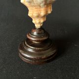 Shell Fasciolaria Trapezium on blackened turned wooden base old cabinet of curiosities