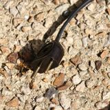 Lampadaire Stellor métal laqué laiton