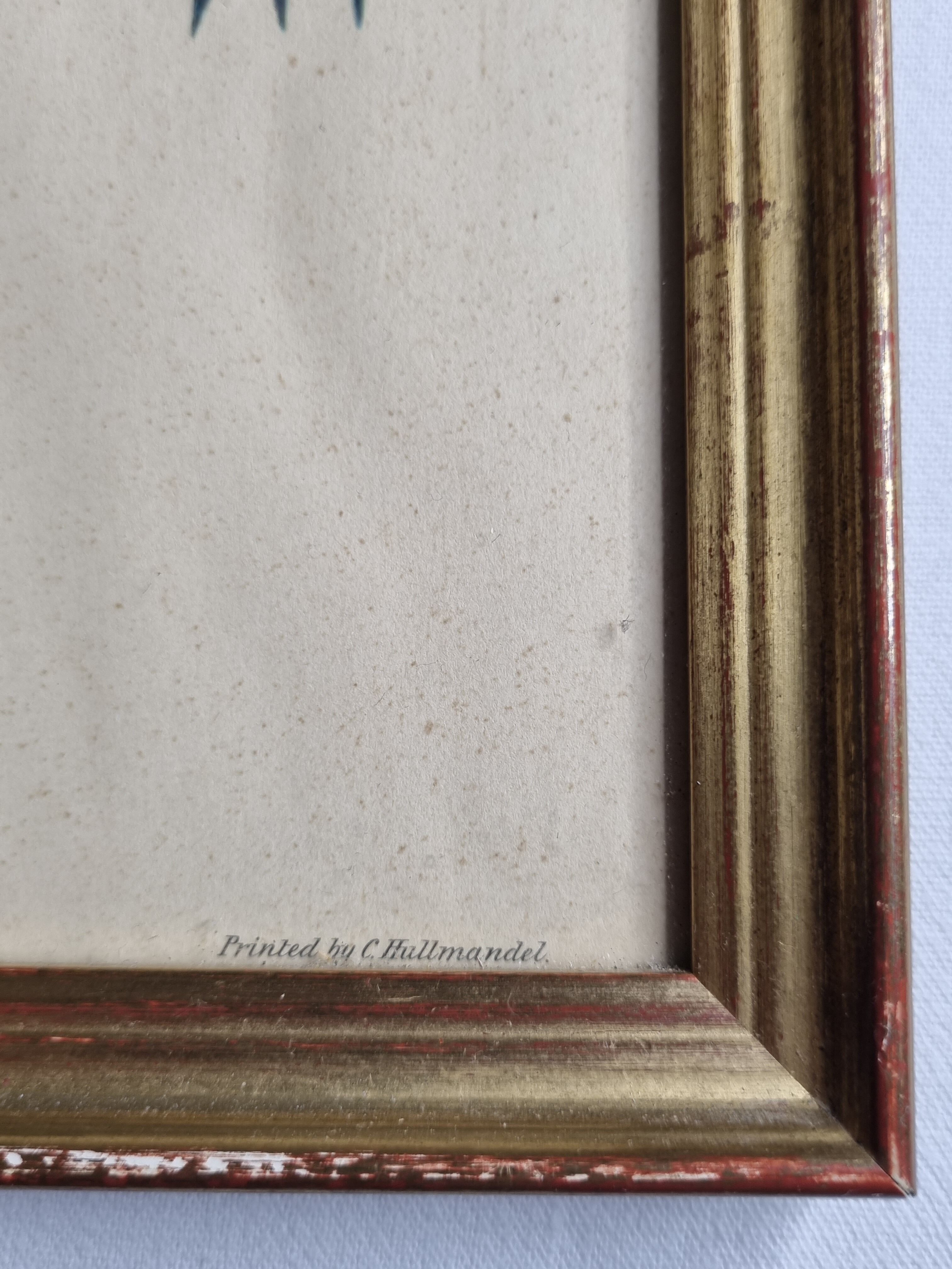 Two orthinological plates framed vintage, after J. & E. Gould (1955)