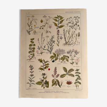 Lithographie plantes médicinales de 1921 (XXV)