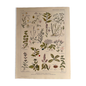Lithographie plantes médicinales de 1921 (XXV)