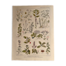 Lithograph medicinal plants from 1921 (XXV)