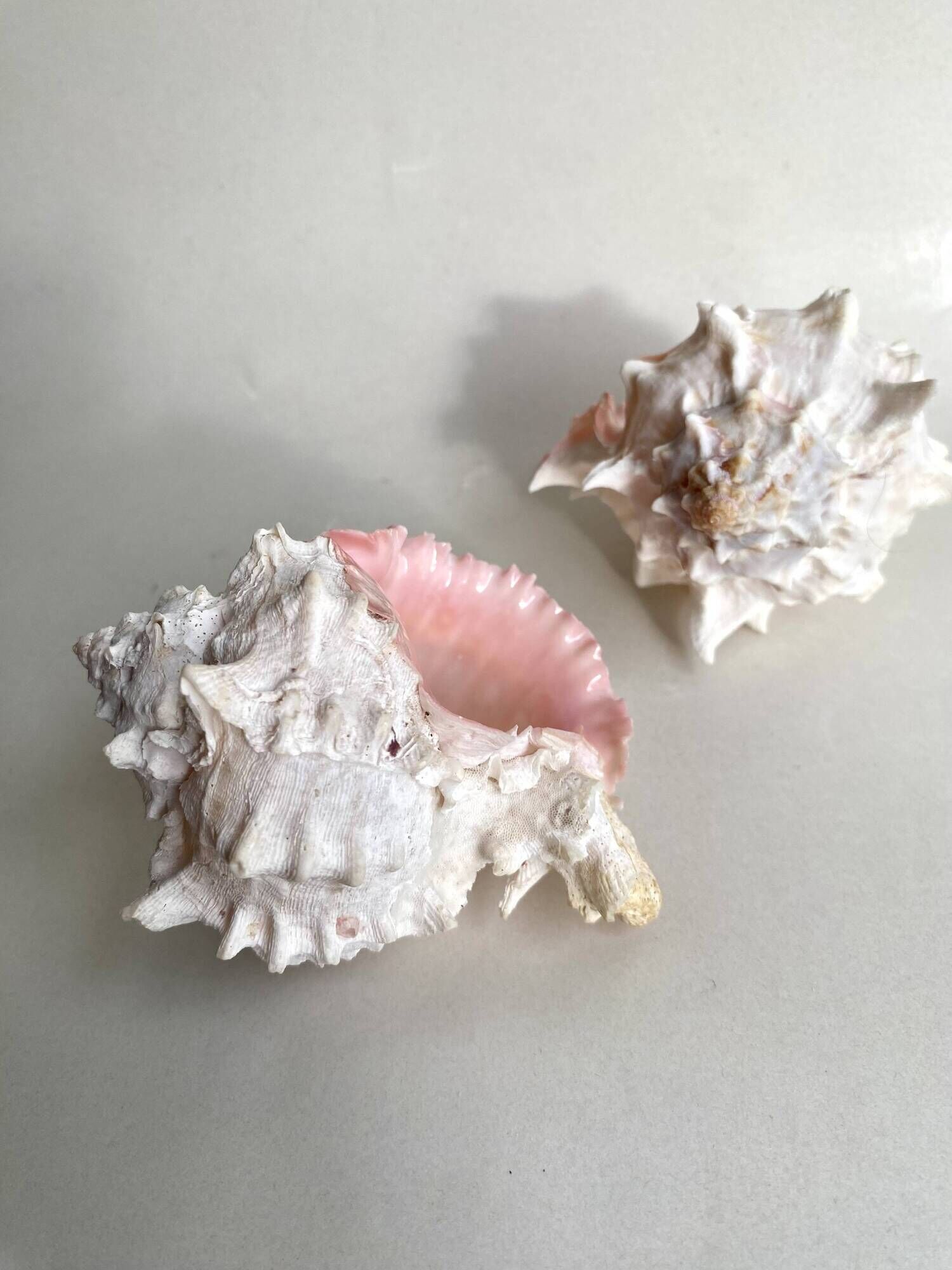 Set Murex Rameux shells