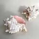 Set Murex Rameux shells