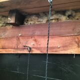 Opaline glass ball pendant lights