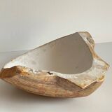 Shell wall enameled by aljezur