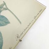 Lot 2 Frames botanical illustration flower rose
