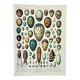 Engraving • eggs, birds, animals, zoology • Original and vintage poster from 1898