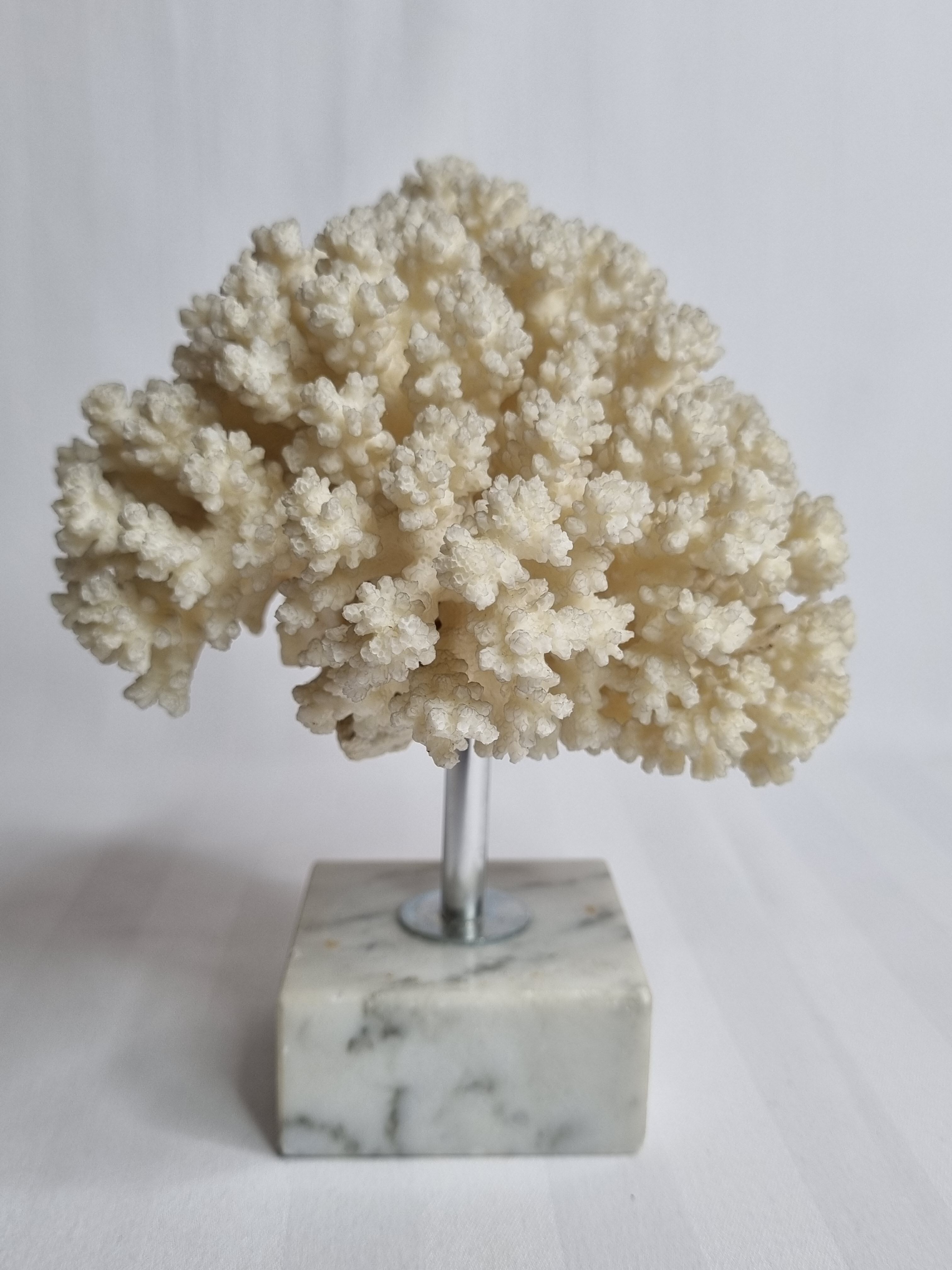 Ancient white coral on marble base