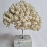 Ancient white coral on marble base