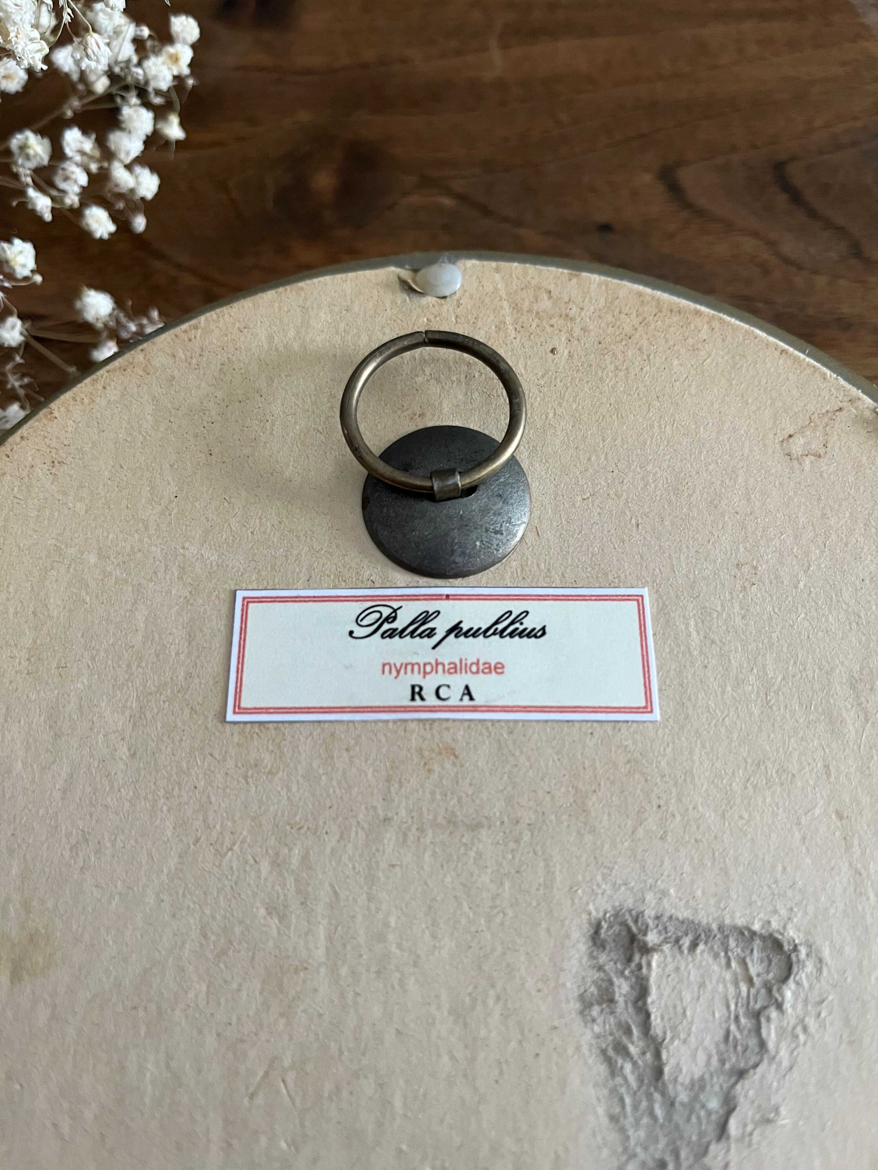 Butterfly frame naturalized curved glass