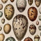 Lithograph on eggs - 1920