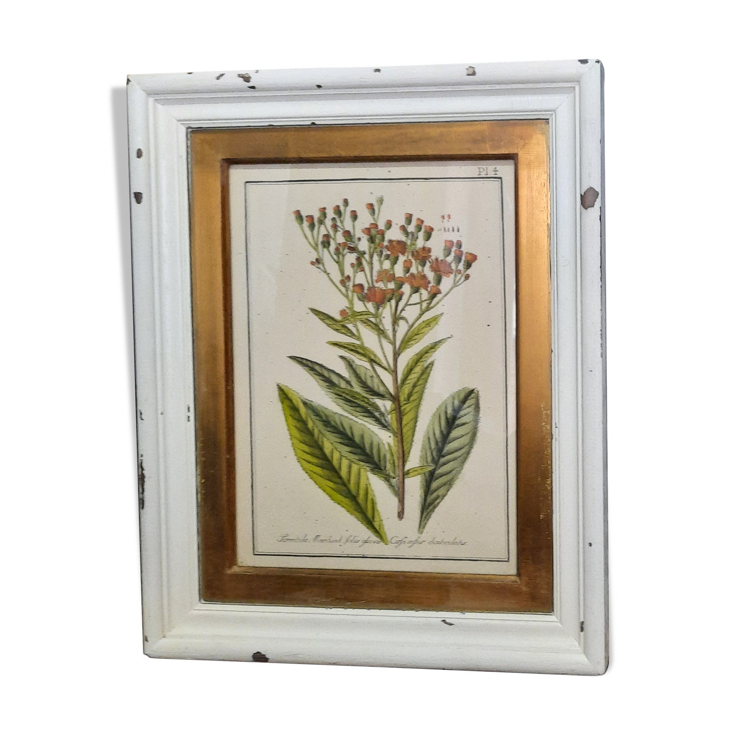 Botanical poster