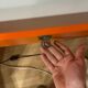 1980 Brown Wood Chest of Drawers with Fold-Out Work Surface and Angled Desktop