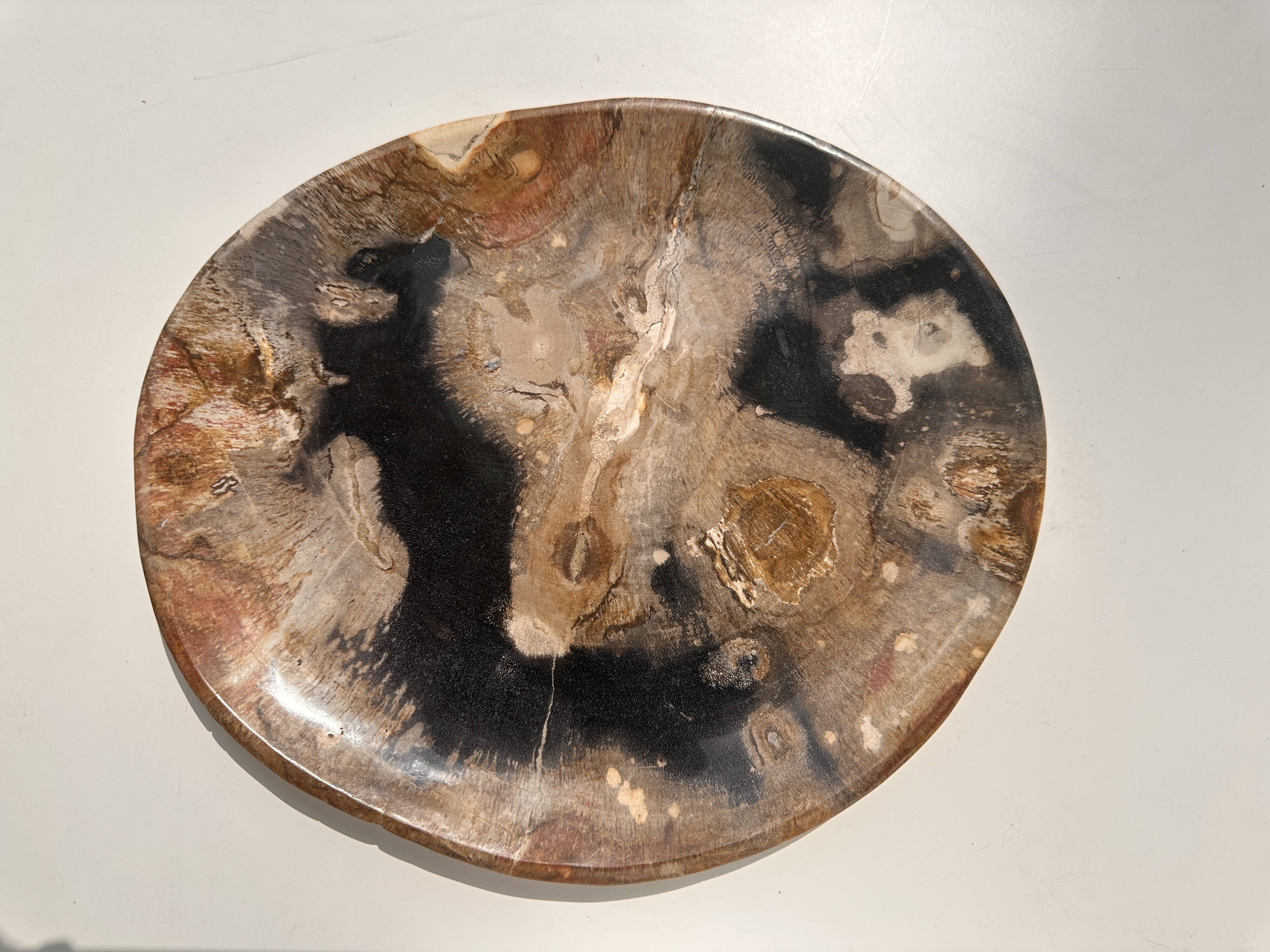 Large empty pocket or dish in petrified wood